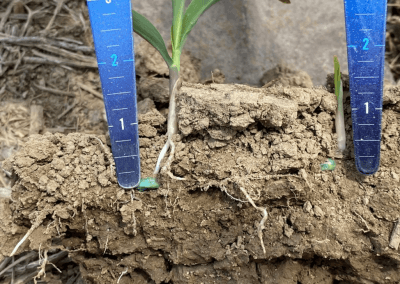 SureForce™ VS. Springs in No-Till and Conventional Till