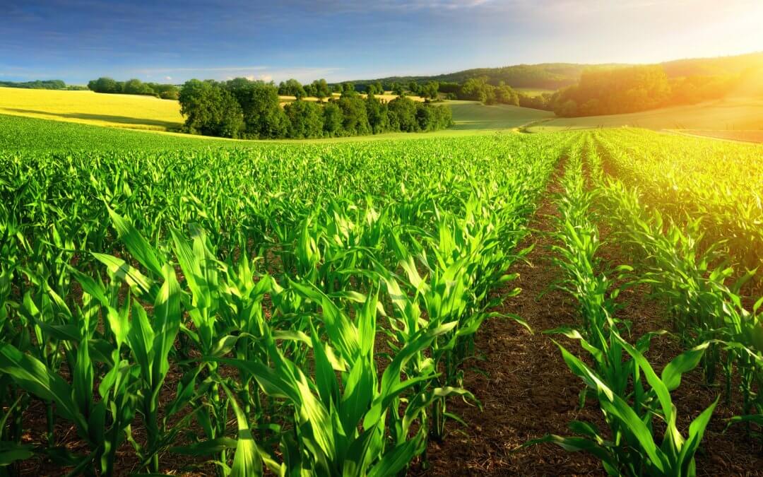 Precision farming products can benefit organic farming too